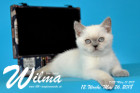 Wilma ist 12 Wochen alt ( 26.05.2018 )