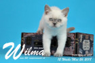 Wilma ist 12 Wochen alt ( 26.05.2018 )