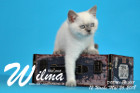 Wilma ist 12 Wochen alt ( 26.05.2018 )