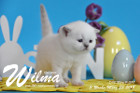 Wilma ist 3 Wochen alt ( 25.03.2018 )