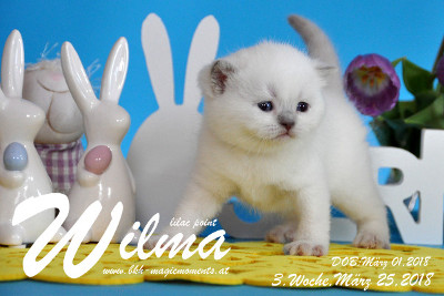 Wilma ist 3 Wochen alt ( 25.03.2018 )