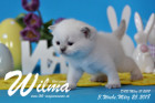 Wilma ist 3 Wochen alt ( 25.03.2018 )