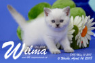 Wilma ist 6 Wochen alt ( 14.04.2018 )