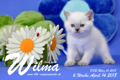 Wilma ist 6 Wochen alt ( 14.04.2018 )