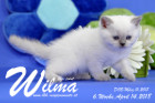Wilma ist 6 Wochen alt ( 14.04.2018 )