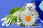 Wilma ist 6 Wochen alt ( 14.04.2018 )