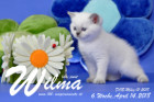 Wilma ist 6 Wochen alt ( 14.04.2018 )