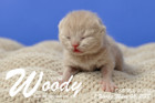 Woody ist 1 Woche alt ( 08.03.2018 )