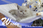 Woody ist 10 Wochen alt ( 10.05.2018 )