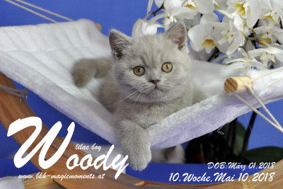 Woody ist 10 Wochen alt ( 10.05.2018 )
