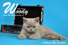 Woody ist 12 Wochen alt ( 26.05.2018 )
