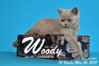 Woody ist 12 Wochen alt ( 26.05.2018 )
