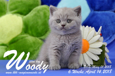 Woody ist 6 Wochen alt ( 14.04.2018 )