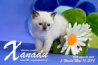 Xanadu ist 5 Wochen alt ( 10.05.2018 )