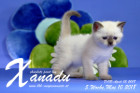 Xanadu ist 5 Wochen alt ( 10.05.2018 )