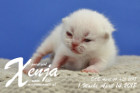 Xenja ist 1 Woche alt ( 14.04.2018 )