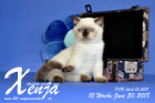 Xenja ist 12 Wochen alt ( 30.06.2018 )