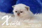 Xenja ist 3 Wochen alt ( 28.04.2018 )