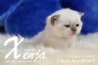 Xenja ist 3 Wochen alt ( 28.04.2018 )