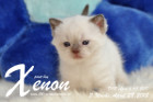 Xenon ist 3 Wochen alt ( 28.04.2018 )