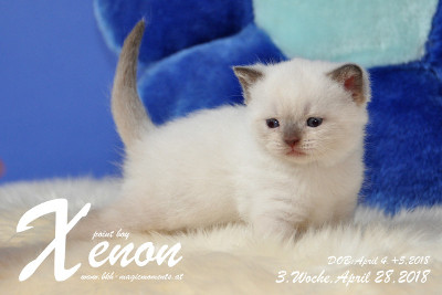 Xenon ist 3 Wochen alt ( 28.04.2018 )