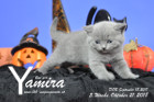 Yamira ist 5 Wochen alt ( 21.10.2018 )