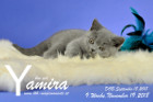 Yamira ist 9 Wochen alt ( 19.11.2018 )