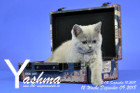 Yashma ist 12 Wochen alt ( 09.12.2018 )