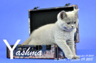 Yashma ist 12 Wochen alt ( 09.12.2018 )