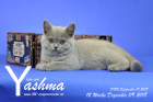 Yashma ist 12 Wochen alt ( 09.12.2018 )