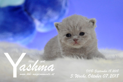 Yashma ist 3 Wochen alt ( 07.10.2018 )