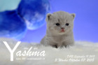 Yashma ist 3 Wochen alt ( 07.10.2018 )