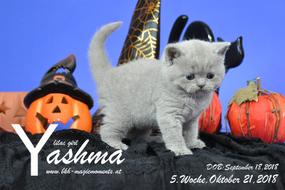 Yashma ist 5 Wochen alt ( 21.10.2018 )