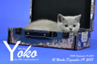 Yoko ist 12 Wochen alt ( 09.12.2018 )