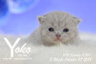 Yoko ist 3 Wochen alt ( 07.10.2018 )