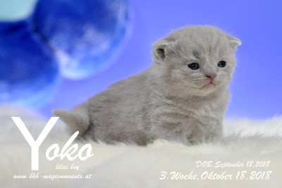 Yoko ist 3 Wochen alt ( 07.10.2018 )