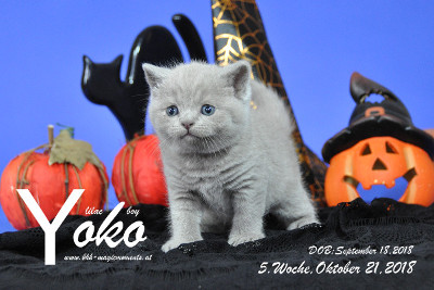 Yoko ist 5 Wochen alt ( 21.10.2018 )