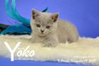 Yoko ist 9 Wochen alt ( 19.11.2018 )