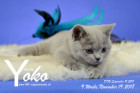 Yoko ist 9 Wochen alt ( 19.11.2018 )