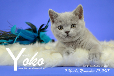 Yoko ist 9 Wochen alt ( 19.11.2018 )