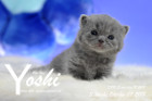 Yoshi ist 3 Wochen alt ( 07.10.2018 )