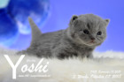 Yoshi ist 3 Wochen alt ( 07.10.2018 )