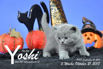 Yoshi ist 5 Wochen alt ( 21.10.2018 )