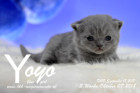 Yoyo ist 3 Wochen alt ( 07.10.2018 )