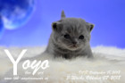 Yoyo ist 3 Wochen alt ( 07.10.2018 )