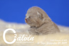 Calvin ist 10 Tage alt ( 20.09.2019 )