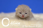 Calvin ist 10 Tage alt ( 20.09.2019 )