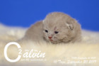 Calvin ist 10 Tage alt ( 20.09.2019 )
