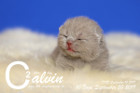 Calvin ist 10 Tage alt ( 20.09.2019 )