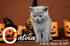 Calvin ist 6 Wochen alt ( 25.10.2019 )